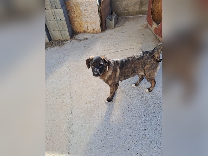 Sanfte Pluck sucht ihre Familie