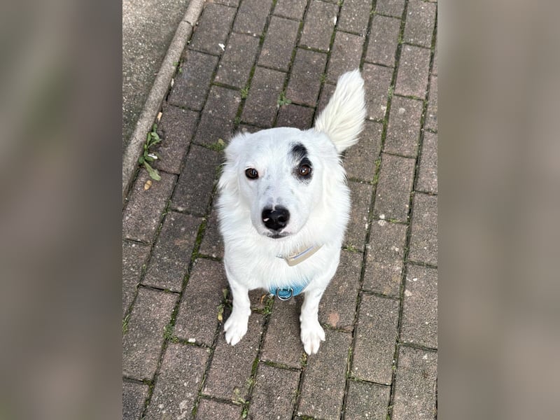 Treuer Charlie❤️sucht liebevolle Hundekenner