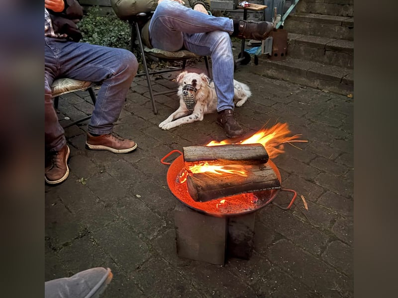 Treuer Charlie❤️sucht liebevolle Hundekenner