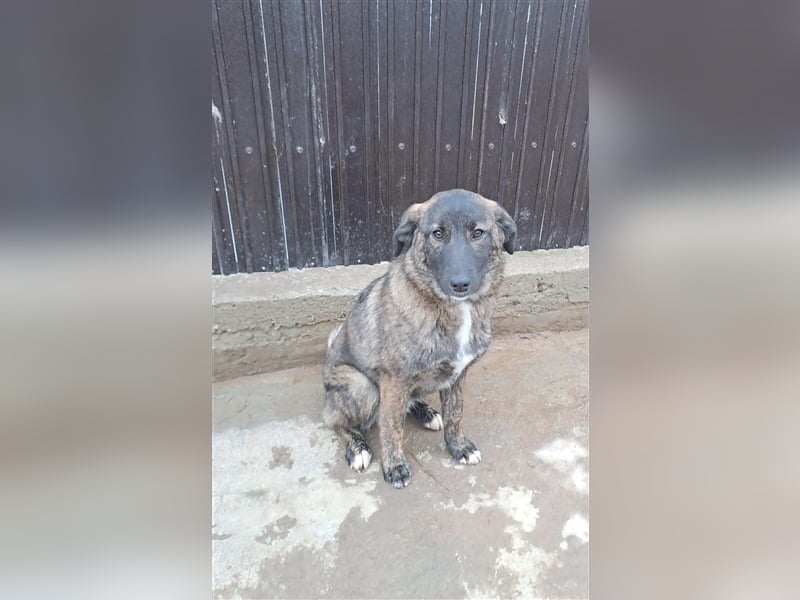 Sanfte Pluck sucht ihre Familie