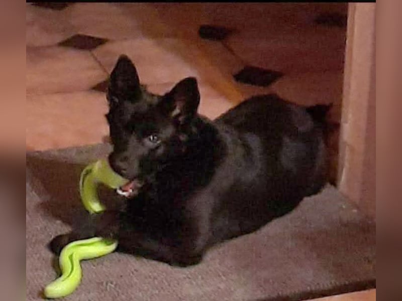 Süße Salt sucht liebevolles Zuhause