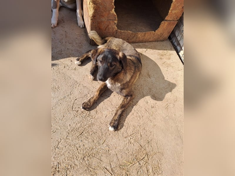 Sanfte Pluck sucht ihre Familie