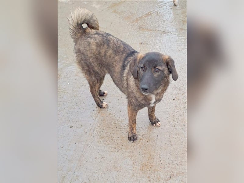 Sanfte Pluck sucht ihre Familie