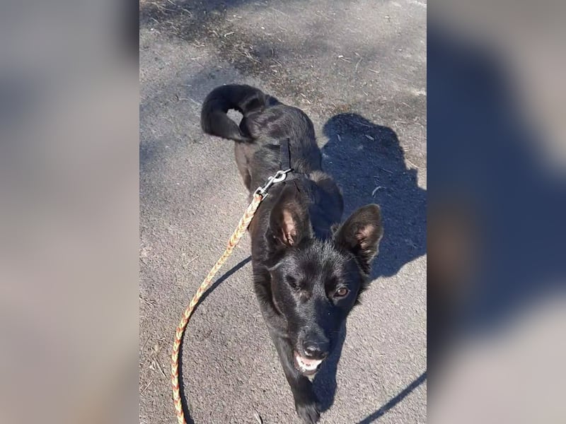 Süße Salt sucht liebevolles Zuhause