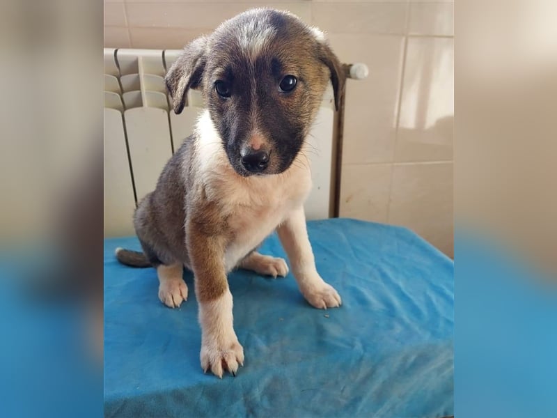 Liebevolle Pien❤(4 Mon) sucht ihre Familie