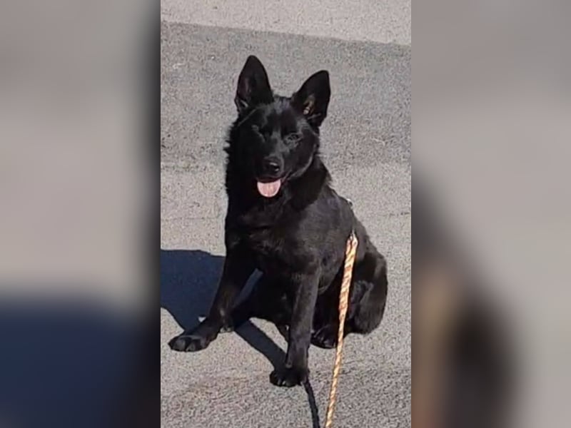 Süße Salt sucht liebevolles Zuhause