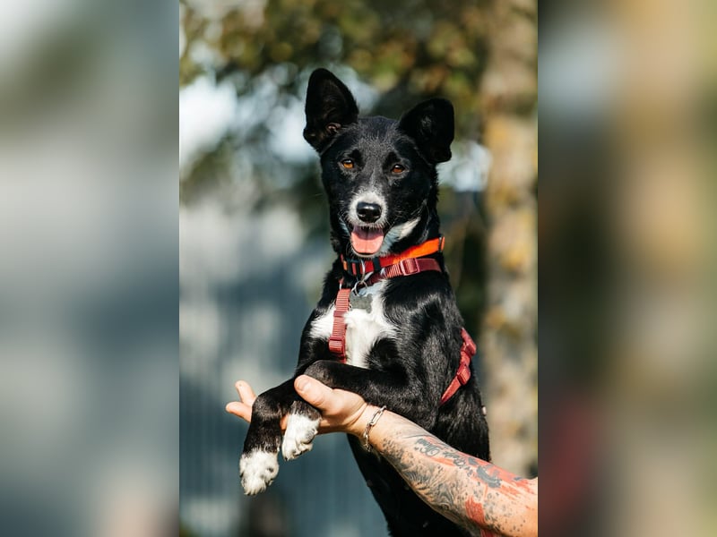 Sanfte Lucy sucht ihre Menschen