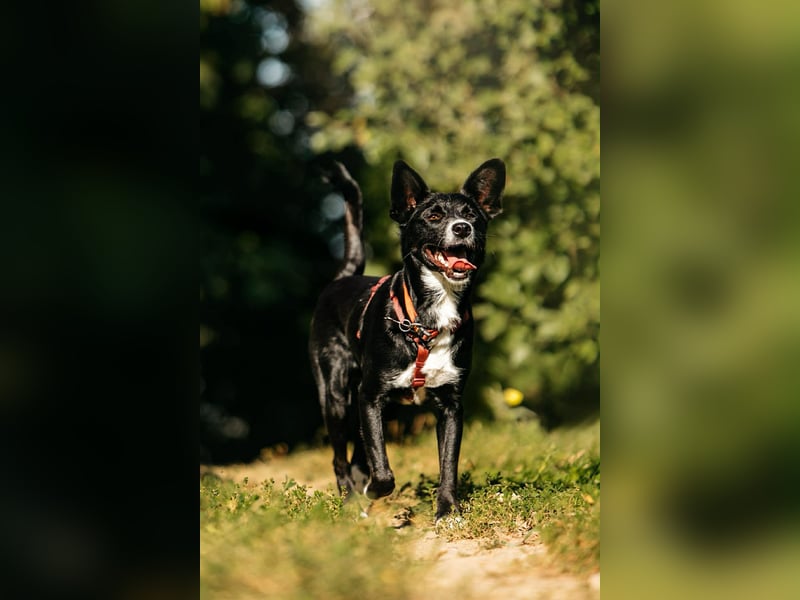Sanfte Lucy sucht ihre Menschen