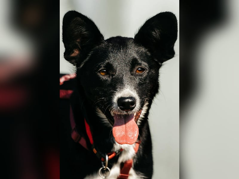 Sanfte Lucy sucht ihre Menschen