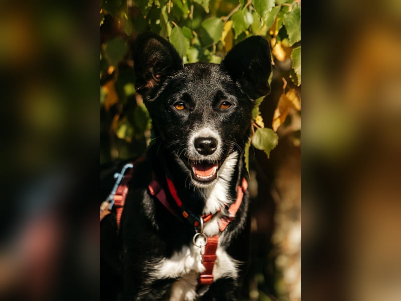Sanfte Lucy sucht ihre Menschen