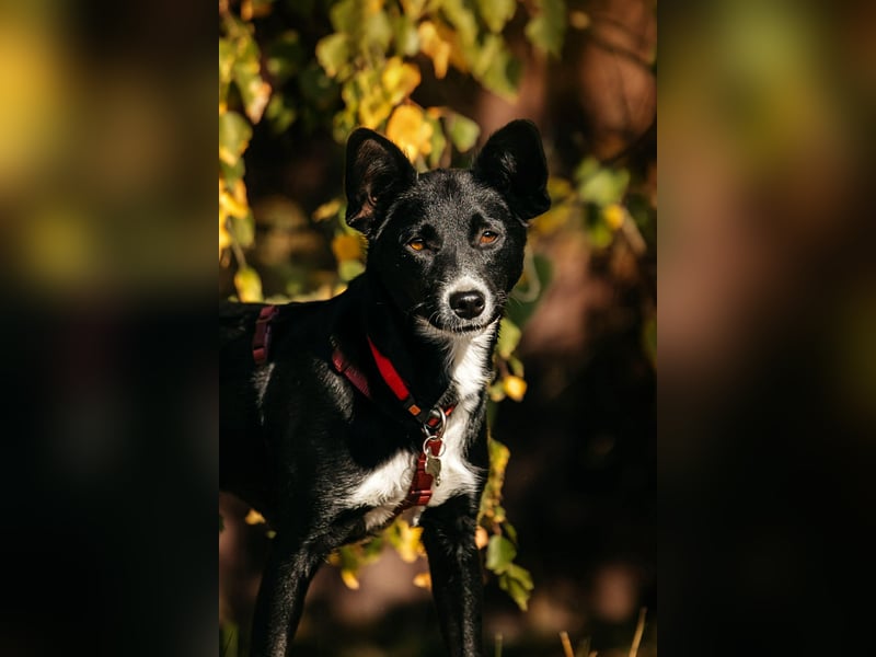 Sanfte Lucy sucht ihre Menschen