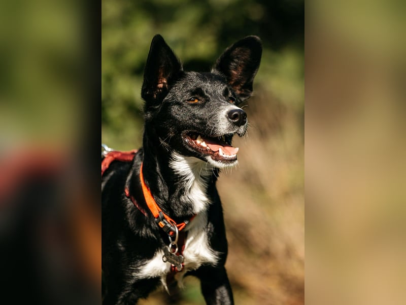 Sanfte Lucy sucht ihre Menschen