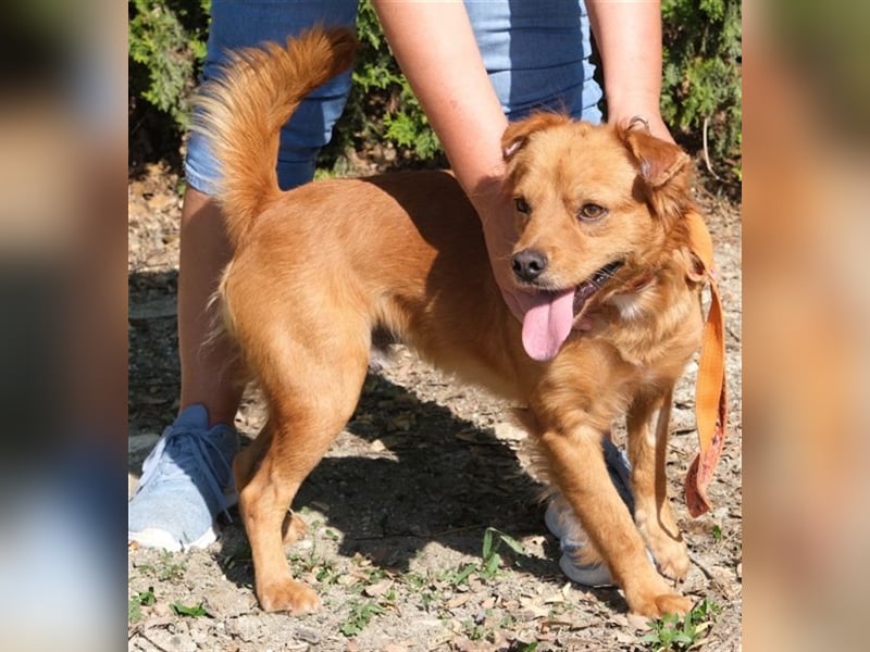 Daren - Aktiver Mischlingsrüde *04/2021