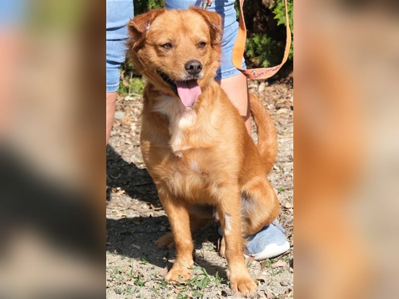 Daren - Aktiver Mischlingsrüde *04/2021