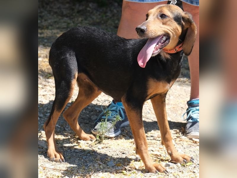 Columbiana - Scheue Jagdhündin *07/2016