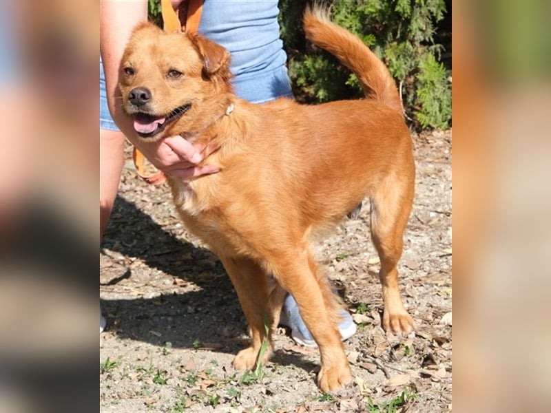 Daren - Aktiver Mischlingsrüde *04/2021