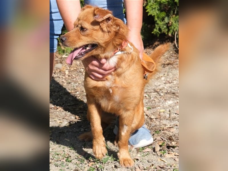 Daren - Aktiver Mischlingsrüde *04/2021