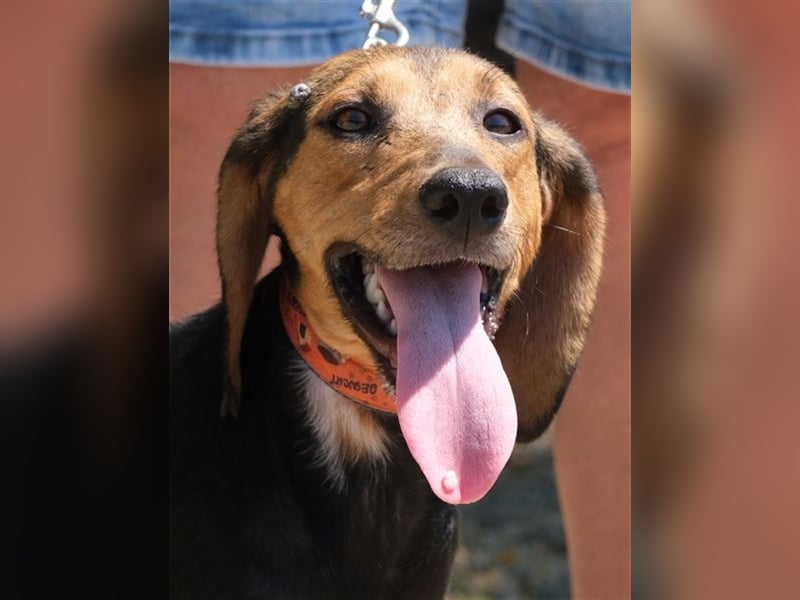 Columbiana - Scheue Jagdhündin *07/2016