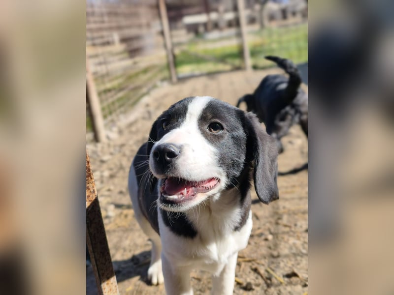 Mimi, kleines Hundemädchen auf der Suche nach seinen Zuhause