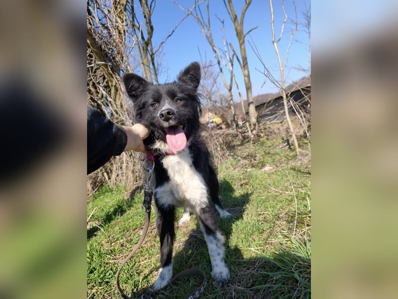 Kaya - Sanfte Seele sucht ihr Für-immer-Zuhause