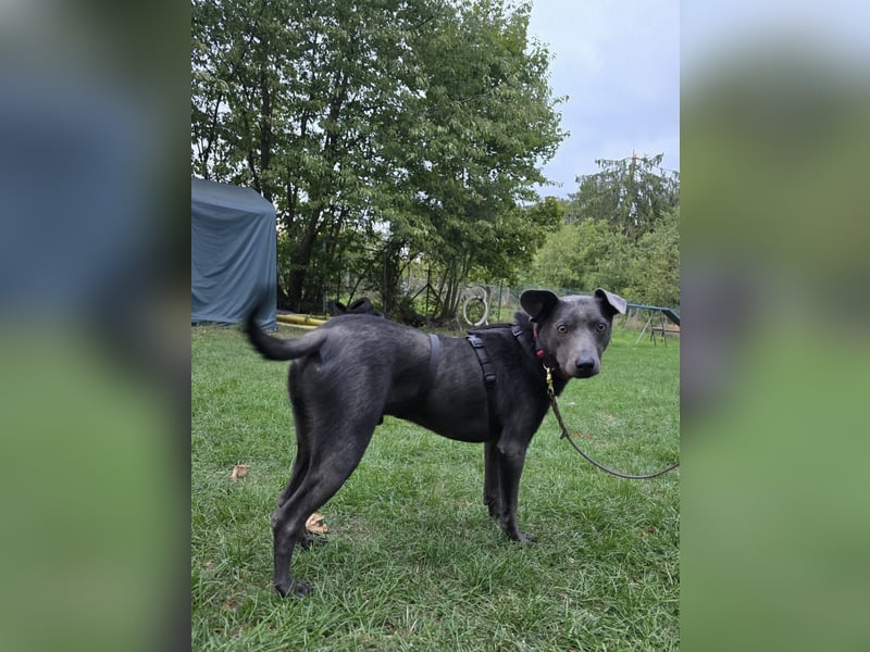 Martini - ein Herzenshund sucht sein für-immer-Zuhause