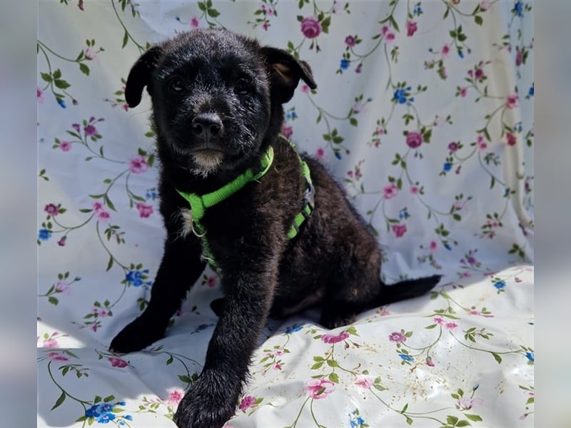 Erik sucht ein Zuhause