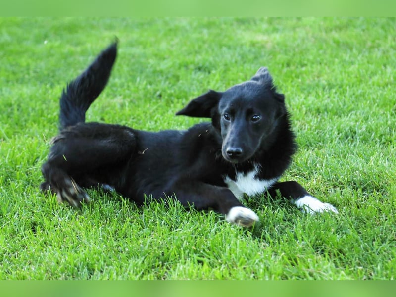 Kian sucht ein Zuhause