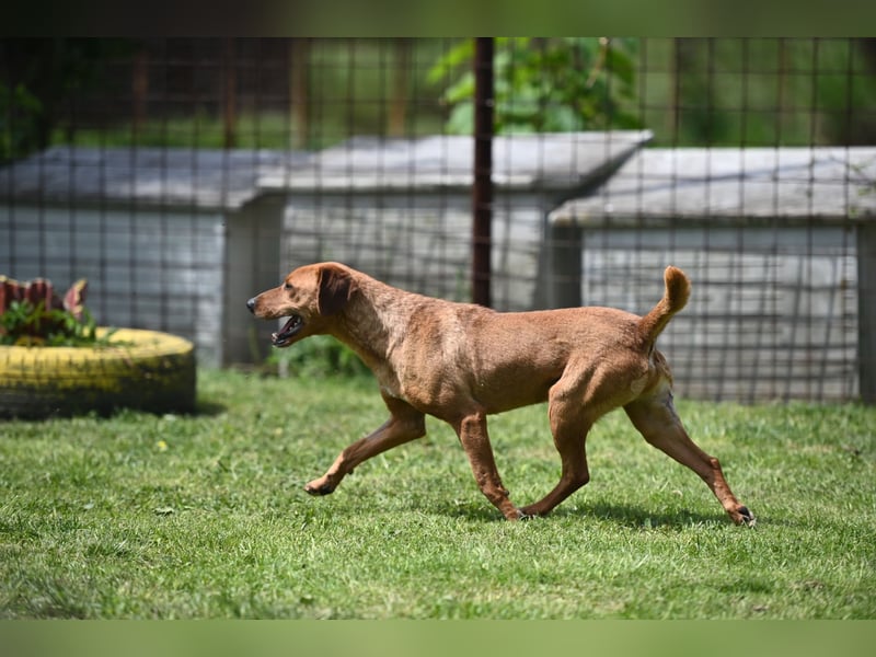 Cezar - ruhiger, freundlicher Begleiter sucht ein sicheres Zuhause