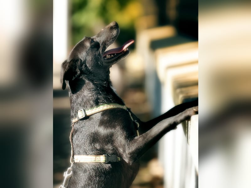 Ilse - intelligente, sportliche Hündin auf der Suche nach ihrer Familie