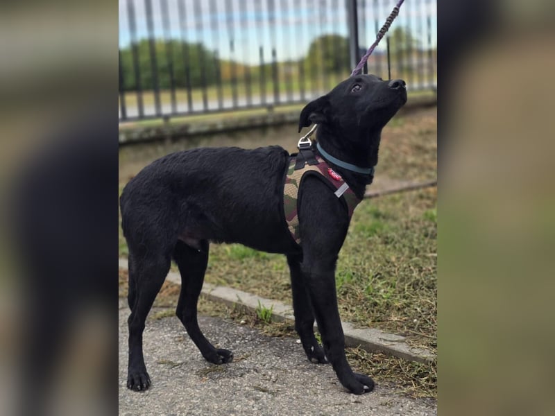 Aaron, aktiver Sonnenschein sucht sein Für-immer-Zuhause