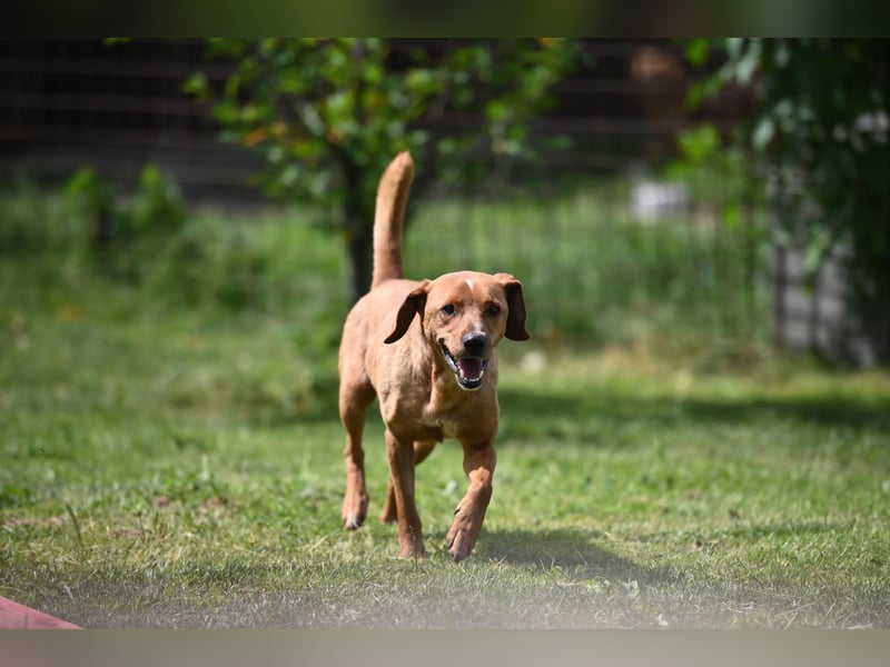 Cezar - ruhiger, freundlicher Begleiter sucht ein sicheres Zuhause