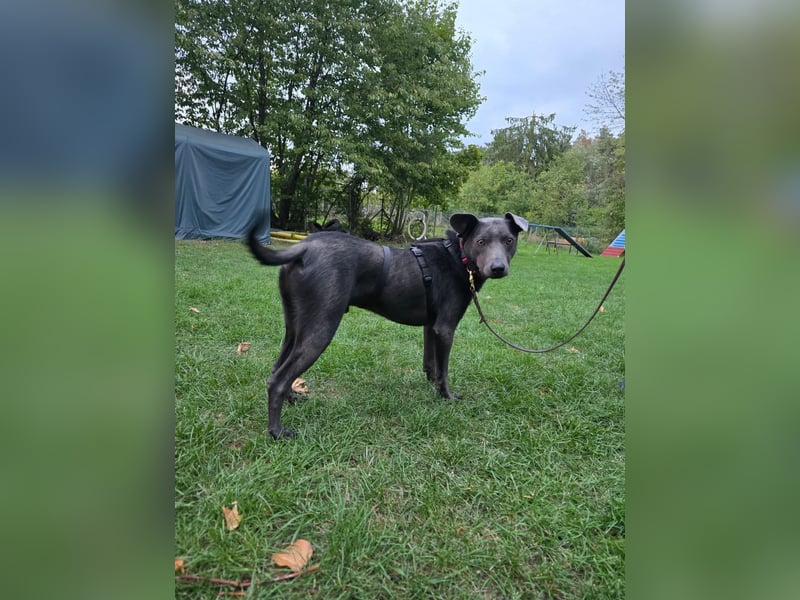 Martini - ein Herzenshund sucht sein für-immer-Zuhause