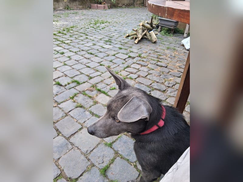 Martini - ein Herzenshund sucht sein für-immer-Zuhause