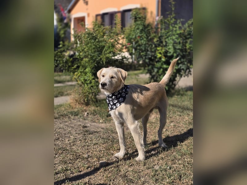 Nino,  supernetter Terriermischling