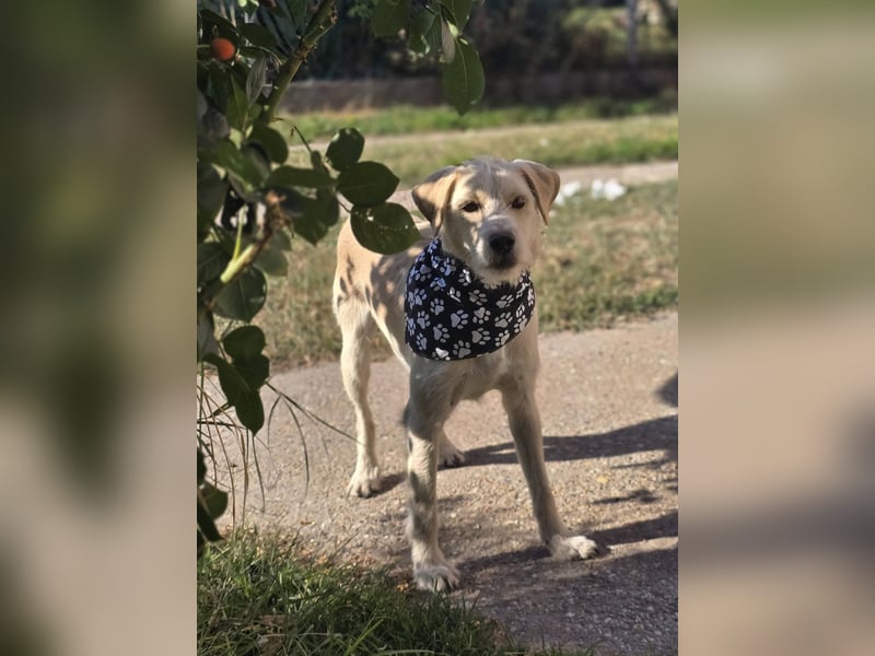 Nino,  supernetter Terriermischling