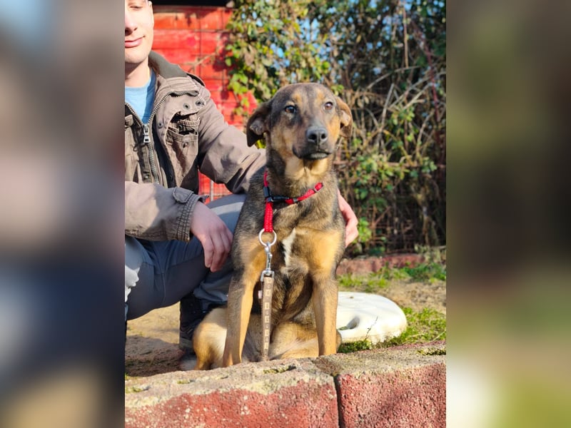 Willow - Zarte Seele sucht ein liebevolles Zuhause