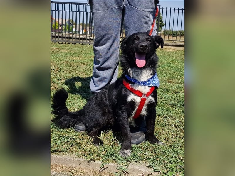 Riki sucht ein Zuhause