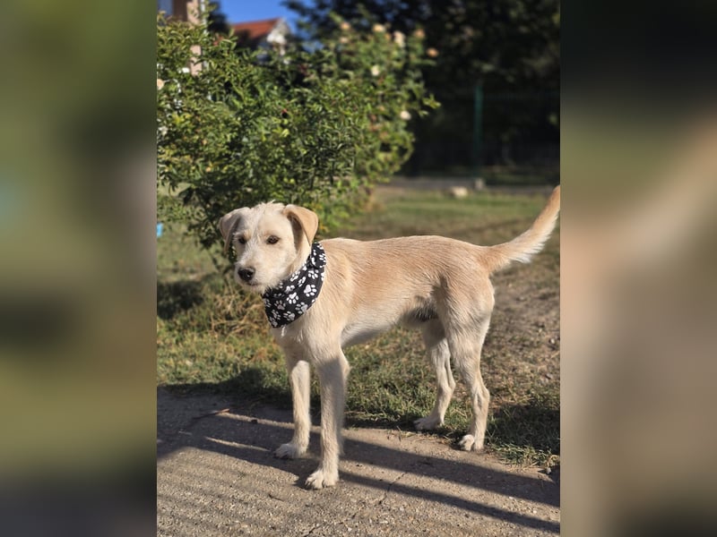 Nino,  supernetter Terriermischling