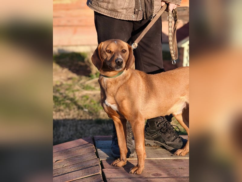 Cezar - ruhiger, freundlicher Begleiter sucht ein sicheres Zuhause