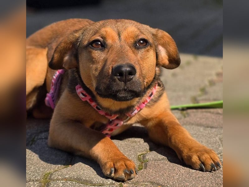 Maila sucht ihr Für-immer-Zuhause