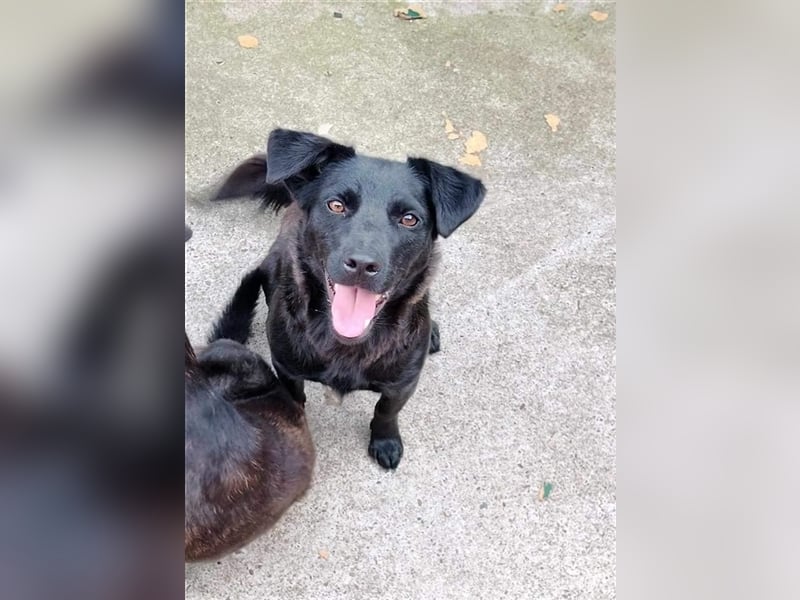 Loki, liebenswertes Hundemädchen sucht ein Zuhause