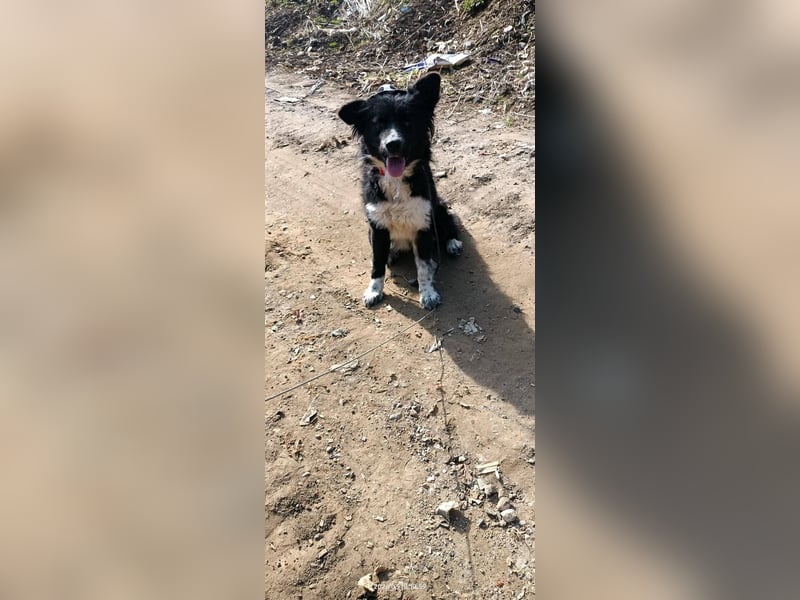 Kaya - Sanfte Seele sucht ihr Für-immer-Zuhause