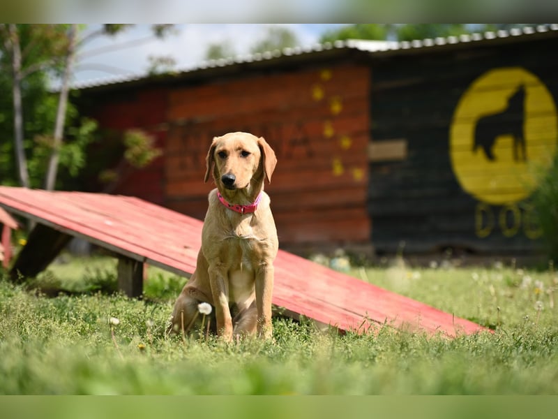 Ruby - junge Mischlingshündin sucht aktives und liebevolles Zuhause