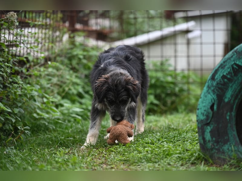 Jeremy sucht ein Zuhause