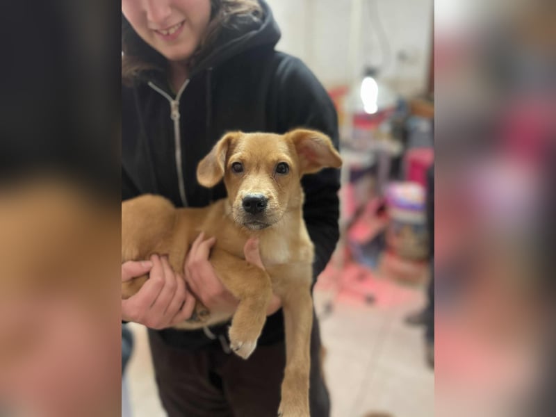 Yoda sucht seine eigene Familie