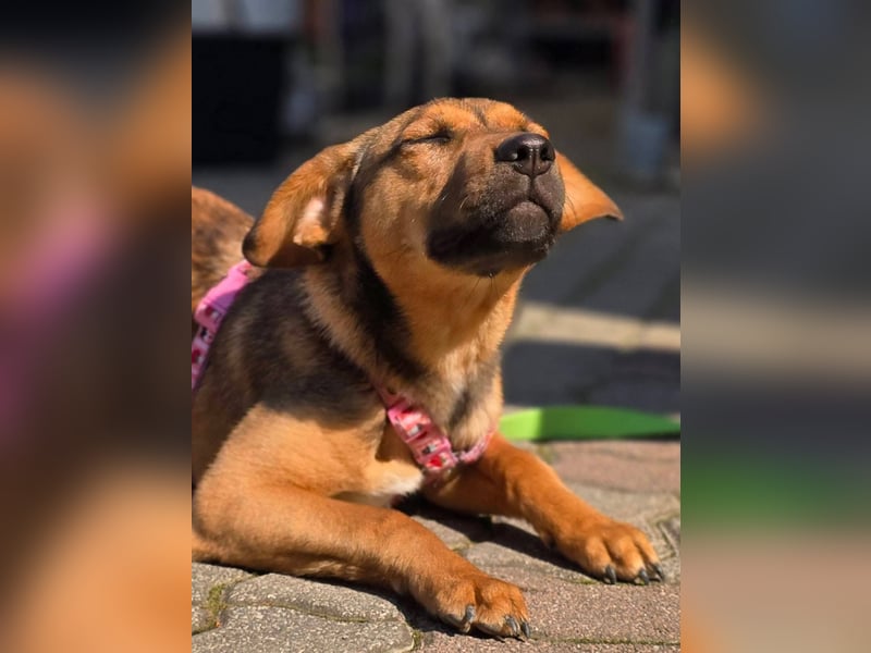 Maila sucht ihr Für-immer-Zuhause