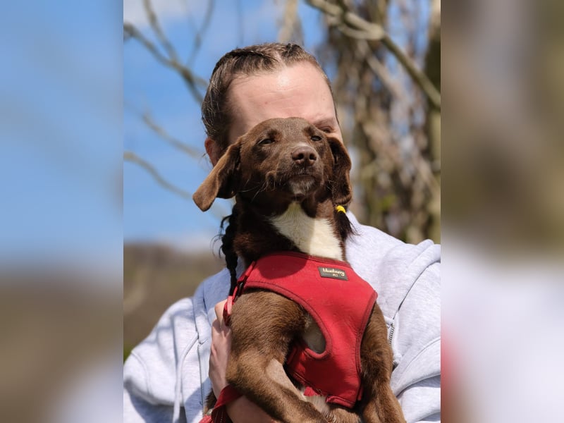 Astra - Sanfte und sehr freundliche Hündin sucht ihr Für-immer-Zuhause