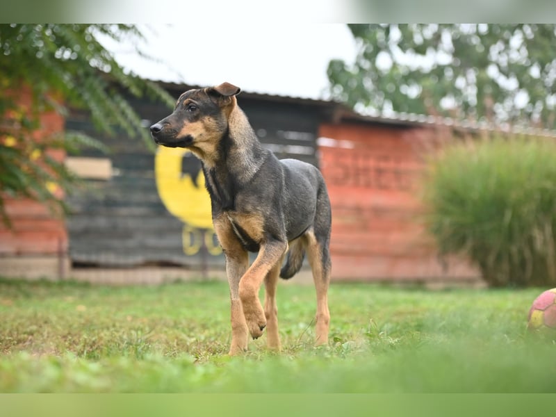 Willow - Zarte Seele sucht ein liebevolles Zuhause