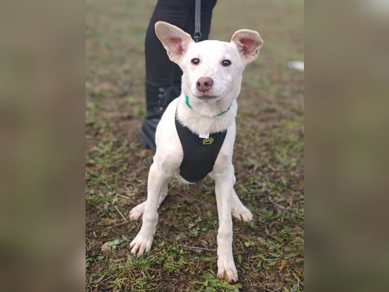 Calliope - junge Hündin sucht dringend ein liebevolles Zuhause