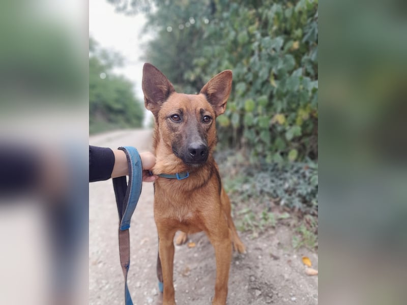 Molly - freundliche und ausgeglichene Mischlingshündin sucht ihr Zuhause